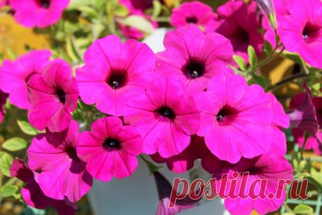 Лимонная кислота - настоящая находка для петунии. Результат не заставил себя ждать | Секреты сада и дачи | Яндекс Дзен