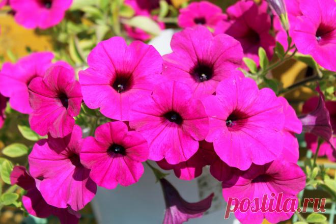 Лимонная кислота - настоящая находка для петунии. Результат не заставил себя ждать | Секреты сада и дачи | Яндекс Дзен