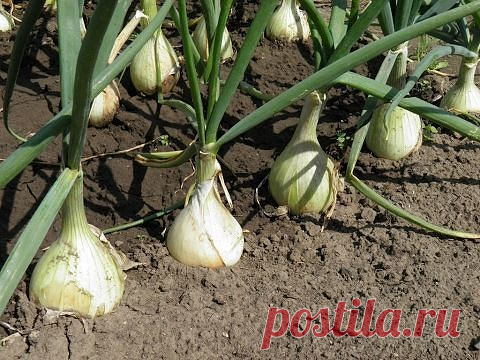 10 СЕКРЕТОВ ХОРОШЕГО УРОЖАЯ ЛУКА