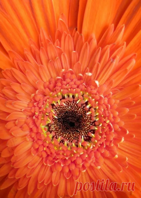 Flower, Tree, Plant, and Fungus Photography - Google+