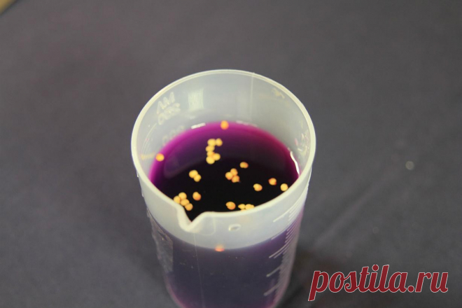 Подготовка к посеву, или Как повысить всхожесть семян