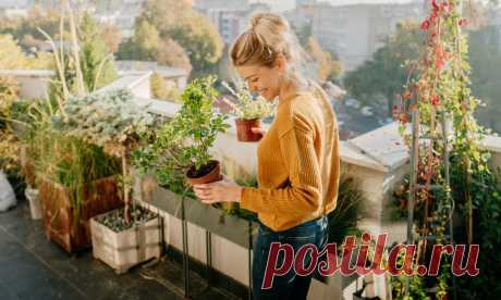 Как вырастить кофейное дерево у себя на балконе (видео) Если вас не устраивает довольствоваться покупным кофе, вполне есть возможность создать целую плантацию у себя на подоконнике. О том, как это сделать, рассказываем ниже.