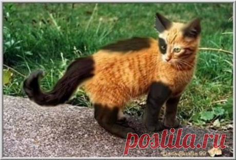 35 кошек с совершенно крутыми отметинами