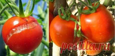 Как сохранить томаты от растрескивания — 6 соток