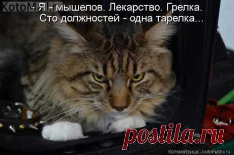 Сто должностей