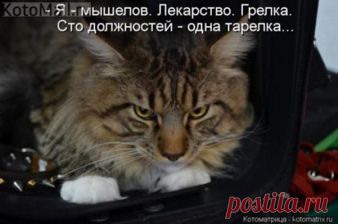 Сто должностей
