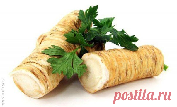 Хрен да редька со сметаной боли лечат неустанно / Популярная медицина