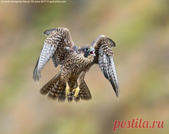 surf-shot-juvenile-peregrine-falcon-10-June-2017--0262.jpg (663×524)