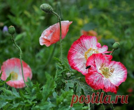 Тараторка — «СОЛНЕЧНАЯ ПОЛЯНКА» на Яндекс.Фотках