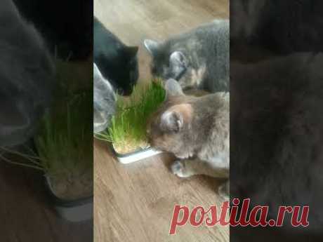 Нам мяса не надо, травки нам дай. Наши котики❤🐱❤🐱❤🐱❤