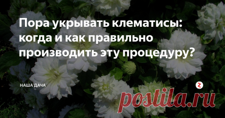 Пора укрывать клематисы: когда и как правильно производить эту процедуру? До прошлого года я и не знала, что такое клематис: слышала краем уха это слово, знала, что это красивоцветущее растение. Но как он выглядит и «с чем его едят» я не представляла. До тех пор, пока не устроилась на новое место работы – центральную клумбу там украшает  уютная скамеечка с аркой. А по арке вьется розовое море красивых цветочков – просто не передать всей красоты!