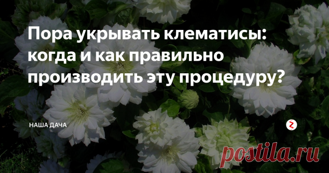 Пора укрывать клематисы: когда и как правильно производить эту процедуру? До прошлого года я и не знала, что такое клематис: слышала краем уха это слово, знала, что это красивоцветущее растение. Но как он выглядит и «с чем его едят» я не представляла. До тех пор, пока не устроилась на новое место работы – центральную клумбу там украшает  уютная скамеечка с аркой. А по арке вьется розовое море красивых цветочков – просто не передать всей красоты!