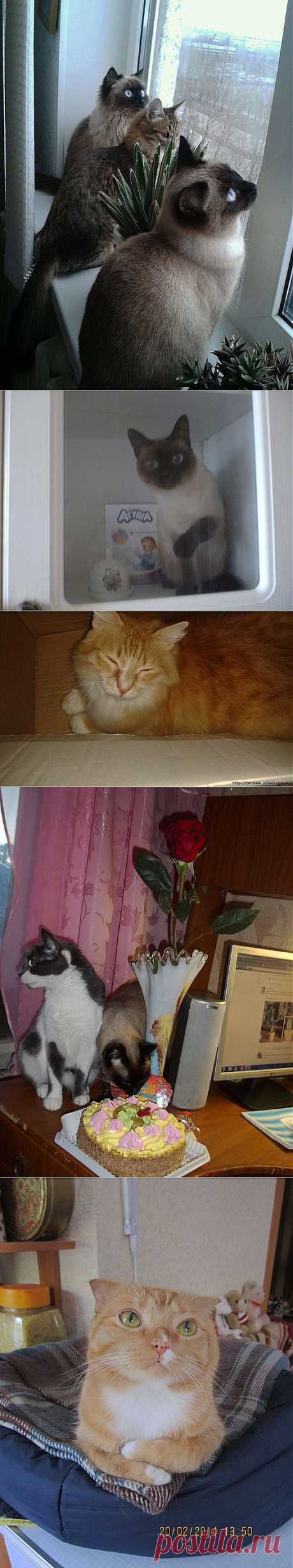 Живность классная. Наши любимцы..