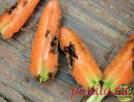 Избавляемся от луковой и морковной мухи
Самый простой, но эффективный способ – это обработка грядок слабым раствором аммиака. Можно использовать нашатырный спирт – 2 ст.л. на 5 литров воды. Не лишним будет добавить на 5 литров раствора 2 капли йода и 1/3 чайной ложки сухой борной кислоты, это послужит хорошей подпиткой для лука и моркови.