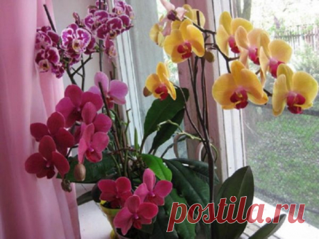 Чтобы орхидеи зацвели! - Дачный участок - медиаплатформа МирТесен