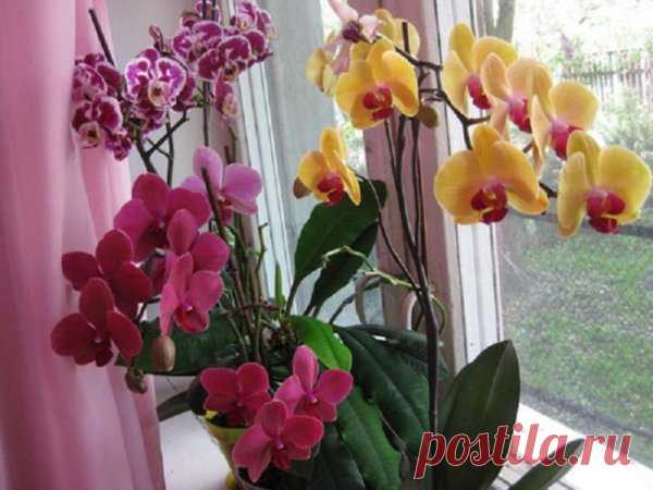 Чтобы орхидеи зацвели! - Дачный участок - медиаплатформа МирТесен