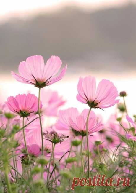 Красавица космея .Всего Вам наилучшего 🌸!