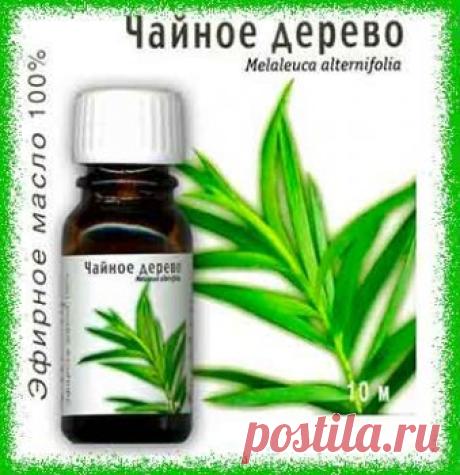 ВОЛШЕБНОЕ МАСЛО ЧАЙНОГО ДЕРЕВА