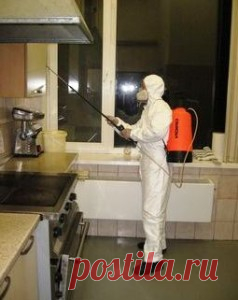 Традиционные и народные методы борьбы с блохами »