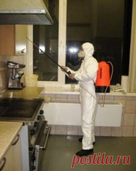 Традиционные и народные методы борьбы с блохами »