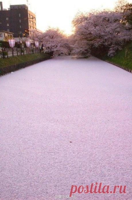 Река, покрытая цветами сакуры. Япония