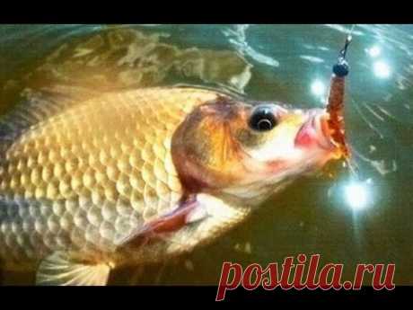 Ловля карася на силиконовые приманки