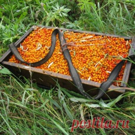 Как быстро собрать облепиху с веток