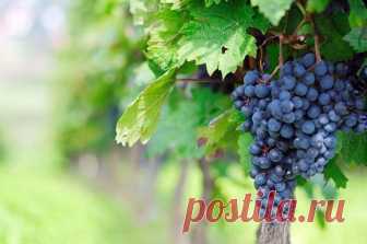 Содержание сахара в винограде. Химический состав плодов. Виды сахаристых веществ и их формирование. Сахаристость и кислотность в производстве вина. Измерительные приборы.