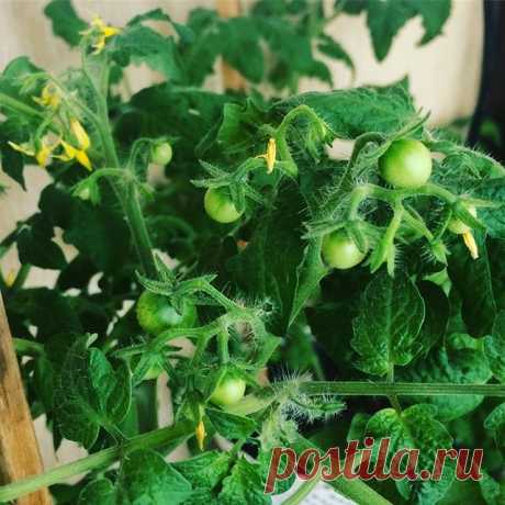 🍅🍅🍅Томаты радуют глаз👍Все таки при желании и зимой можно найти себе интересное занятие👌Огород круглый год!!!🍅🍓🌶А как поживают ваши растишки?🌱🌱🌱#огород #томаты #рассада #помидоры #огороднаокне #огородкруглыйгод #урожайныйогородтатьяны  #урожайныйогород
