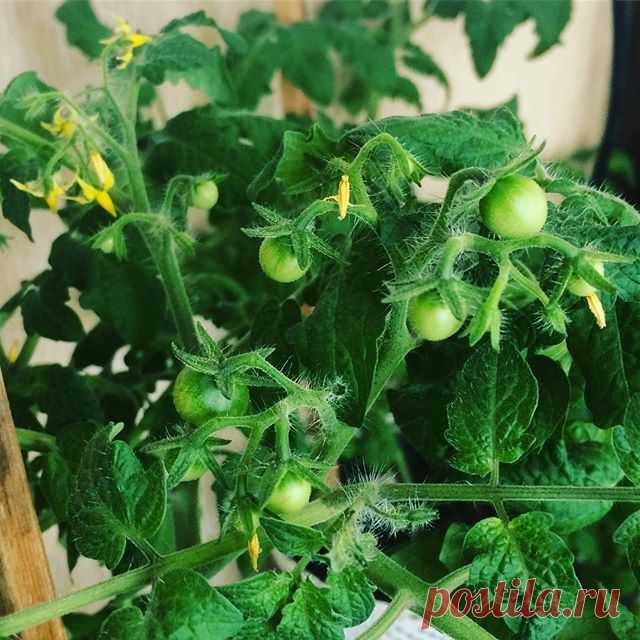 🍅🍅🍅Томаты радуют глаз👍Все таки при желании и зимой можно найти себе интересное занятие👌Огород круглый год!!!🍅🍓🌶А как поживают ваши растишки?🌱🌱🌱#огород #томаты #рассада #помидоры #огороднаокне #огородкруглыйгод #урожайныйогородтатьяны  #урожайныйогород