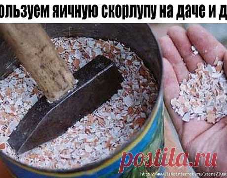 Используем яичную скорлупу на даче и дома