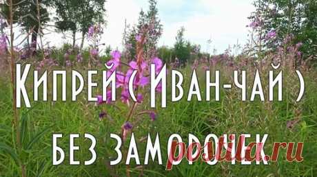 ✔️ Кипрей, Иван-чай без заморочек. От сбора до дегустации. Репост к сезону сбора. | Тайга моя заветная | Дзен