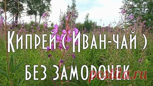 ✔️ Кипрей, Иван-чай без заморочек. От сбора до дегустации. Репост к сезону сбора. | Тайга моя заветная | Дзен