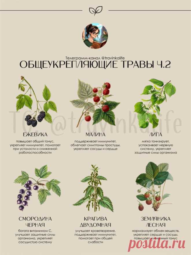 Травы общеукрепляющие