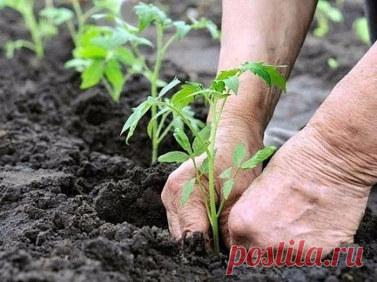 ЧТО КЛАСТЬ В ЛУНКУ ПРИ ПОСАДКЕ ПОМИДОР
Я ее всегда собираю… даже зимой, когда лук на еду чищу, сухую шелуху складываю в коробочку . При высадке рассады помидор и перцев я в каждую лунку кладу хорошую горсть шелухи и перегноя, перемешиваю, сверху — небольшой слой почвы, потом ставлю в лунку вынутую из стаканчика рассаду с комом земли. Луковая шелуха предупреждает развитие многих заболеваний пасленовых культур.
Оказывается, луковая шелуха универсальна, ее можно использовать не один раз. После пр