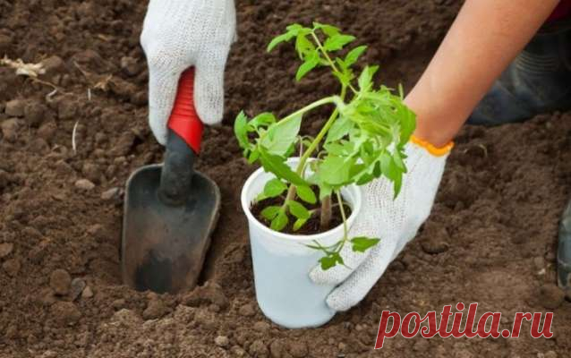Как правильно пересаживать рассаду из горшков в открытый грунт — Дачный участок