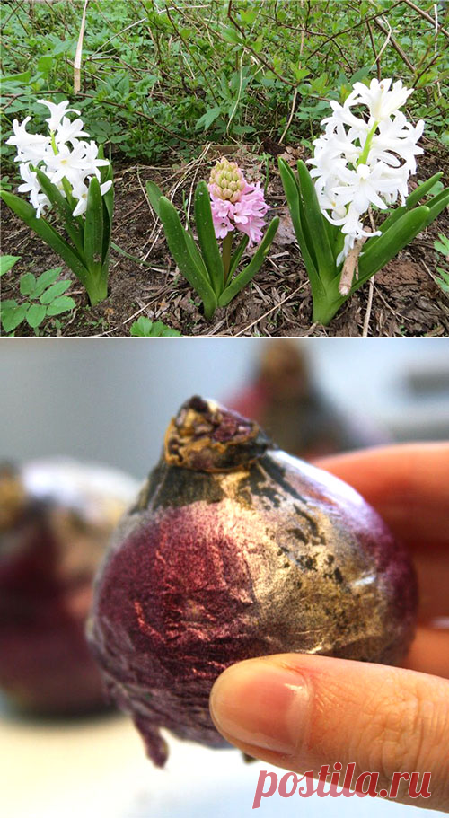Когда нужно выкапывать гиацинты после цветения, как хранить луковицы + видео