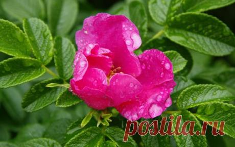 цветок, лето, дождь, шиповник, обои, природа, цветы 1280x800