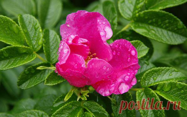 цветок, лето, дождь, шиповник, обои, природа, цветы 1280x800