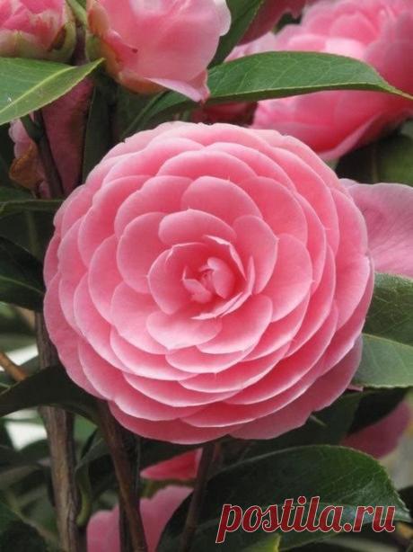 camelia -