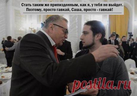 Shved