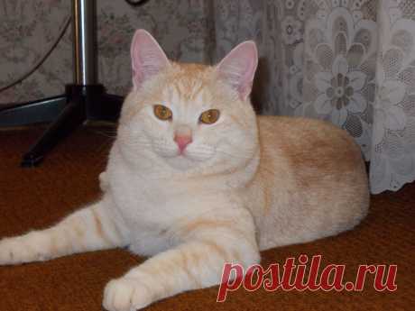красивый домашний кот.