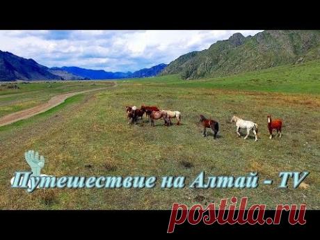 У подножия гор  Алтая - 2017. - YouTube