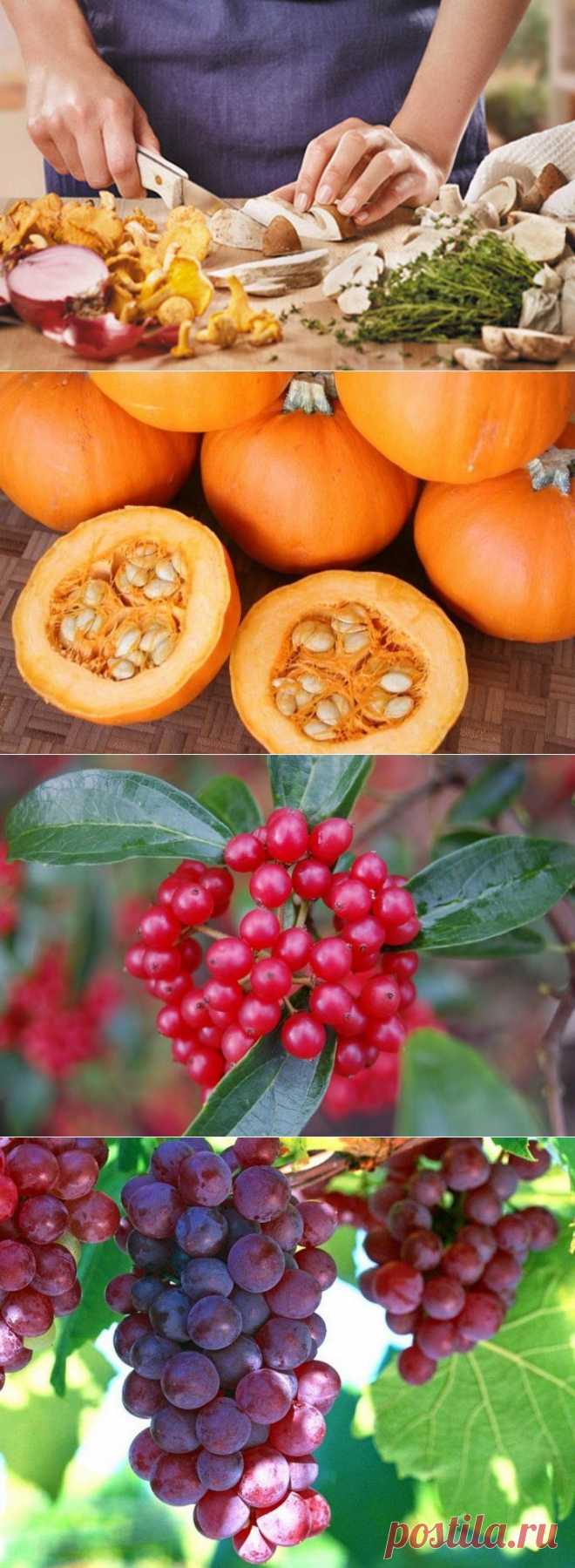 Самые полезные продукты для этой осени