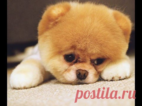ТОП 5 Лучшие видео веселый померанский шпиц. TOP 5 best video cute pomeranian spitz