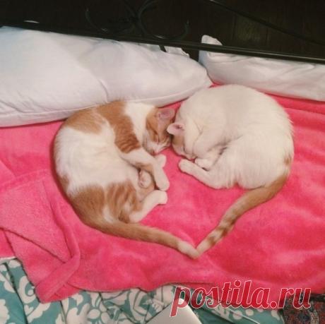 20 вещей, которые понял каждый, у кого два кота