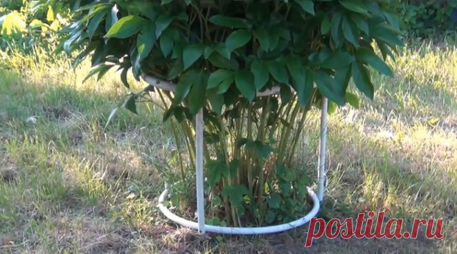 Конструкция для подвязки пионов.