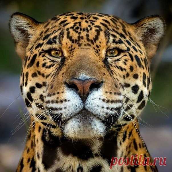 Фотогеничноcть просто зашкаливает