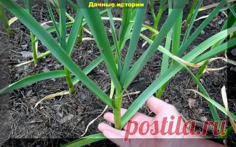 Финальная подкормка чеснока в июне. Агроприемы позволяющие значительно повысить урожайность культуры | Рекомендательная система Пульс Mail.ru