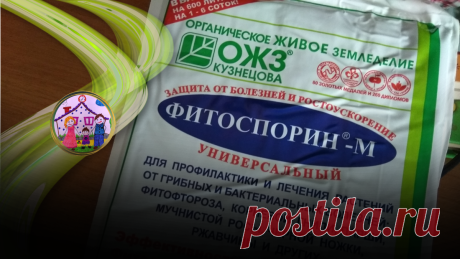 «Фитоспорин» будет работать, если его правильно приготовить». Как я поменяла мнение об известном препарате | Дом, в котором хорошо | Яндекс Дзен